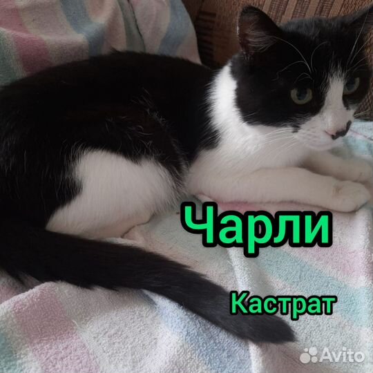 Кот в добрые руки