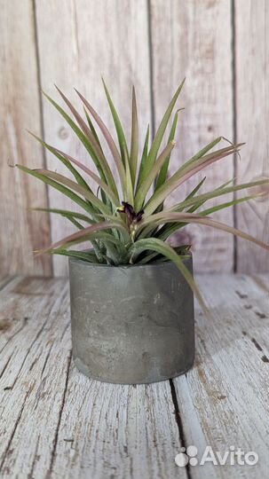 Тилландсия атмосферная