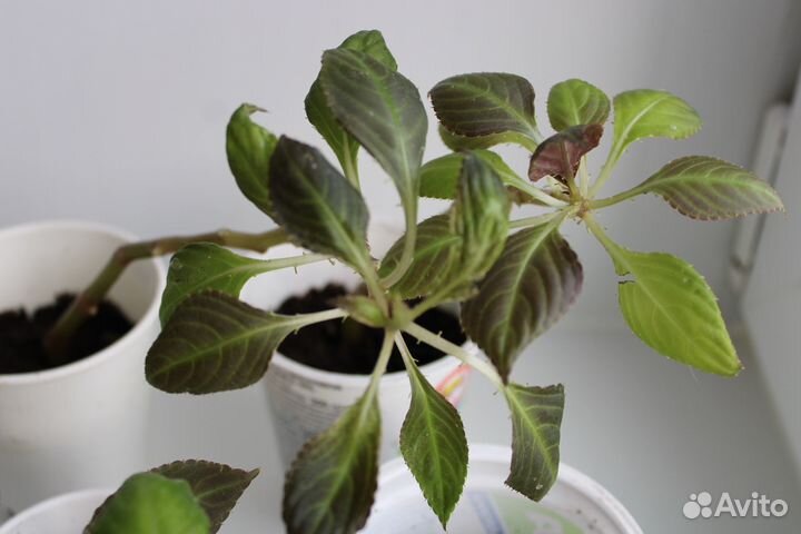 Бальзамин ванька мокрый