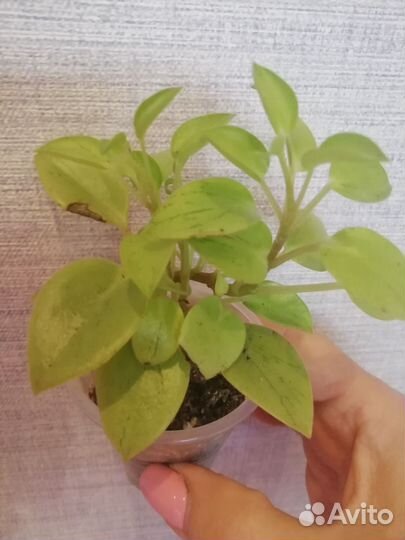 Комнатные цветы