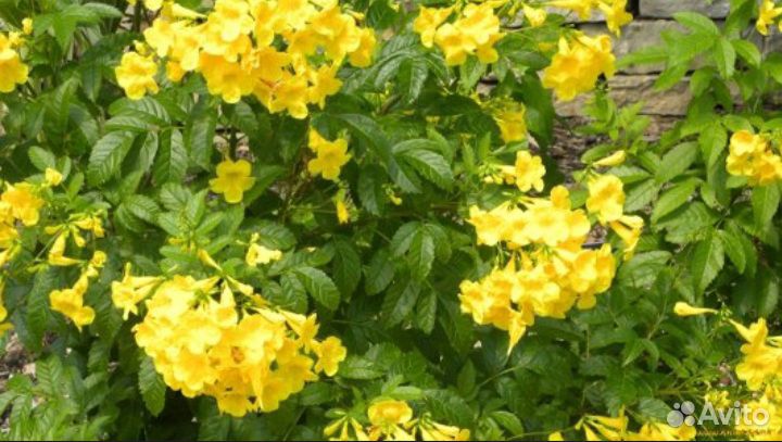 Тэкома древовидная редкое растение