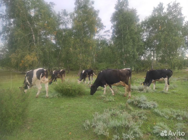 Крс (коровы, тёлки, телята)