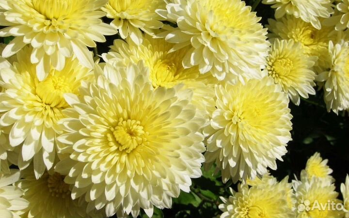 Хризантемы