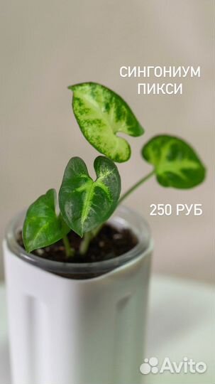 Комнатные растения цветы