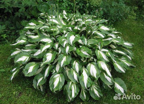 Цветы многолетки