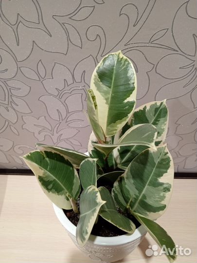 Фикус тинеке