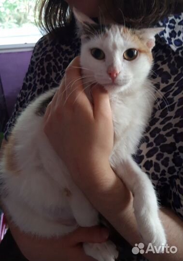 Кошка Алиса-трехцветная