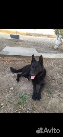 Вязка самец Восточно-европейская овчарка