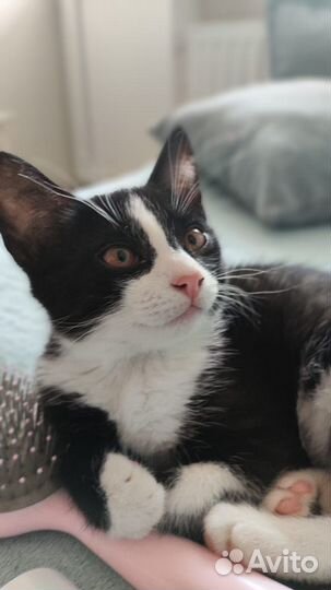 Отдам котёнка