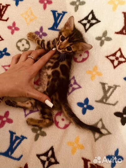 Бенгальские котята розетка на золоте