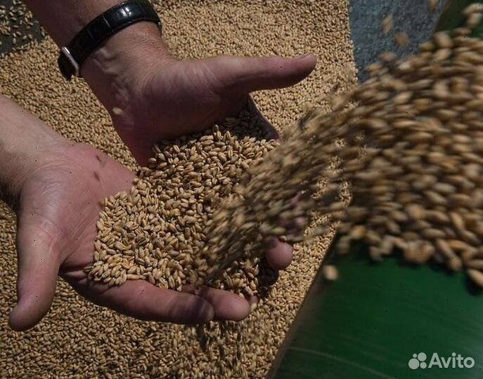 Купить овес
