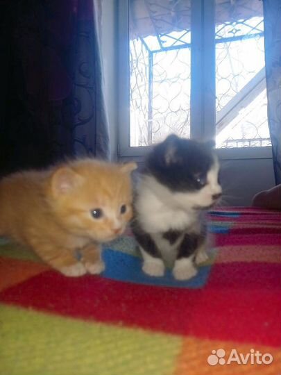 Котята отдам в добрые руки