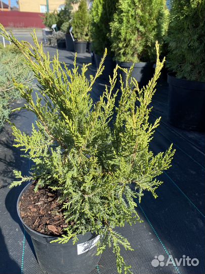 Можжевельник китайский 