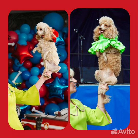 Шоу собачек, обезьянки, змеи Детский праздник