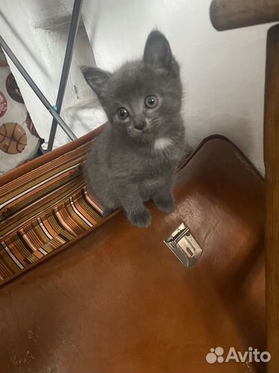 Кошка британка