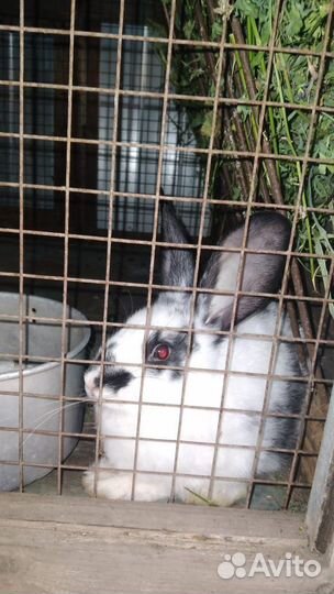 Самцы, Самки