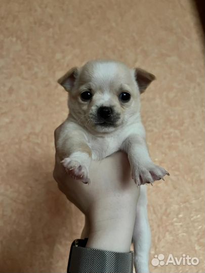 Щенки чихуахуа
