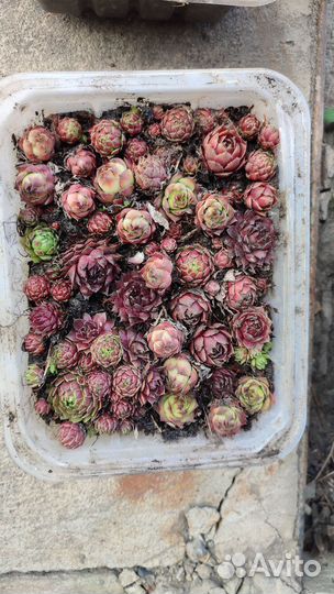 Суккуленты, хоста