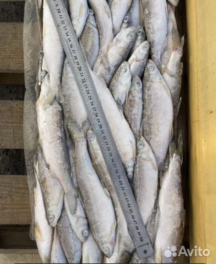 Рыба ряпушка