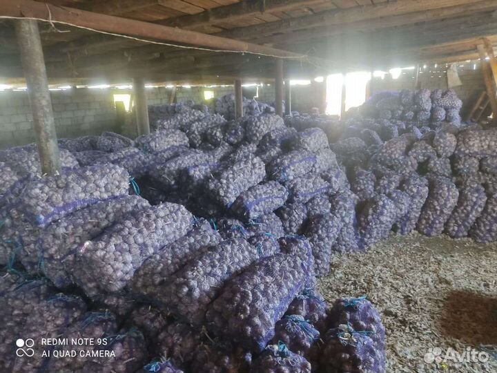 Чеснок семена посадка