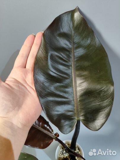 Филодендрон блек кардинал