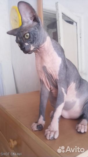 Канадский сфинкс