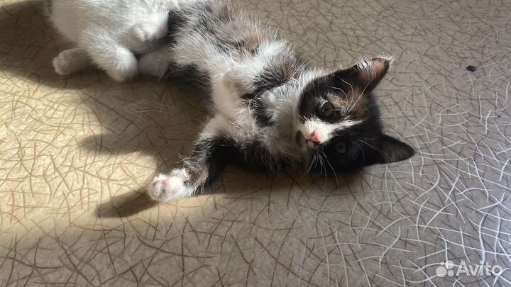 Кошка 2 месяца к лотку приучена