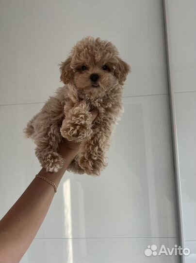 Мальтипу ф1 роскошный мальчик карамель капучино