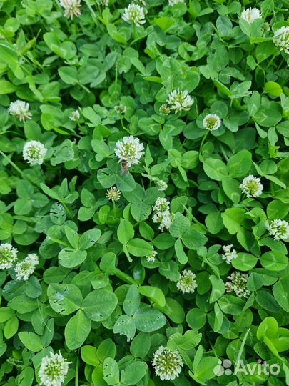 Клевер Белый Ривендел Дания DLF ползучий 2023г