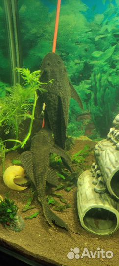 Парчовый сом (птеригоплихт)