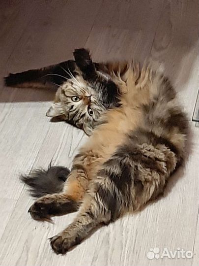 Передержка (домашняя) кошек и собак мелких порд