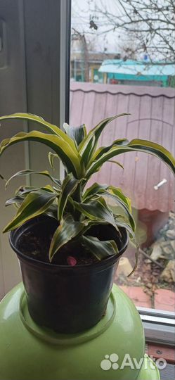 Фикусы разные,бенджамина Кинки и драцена