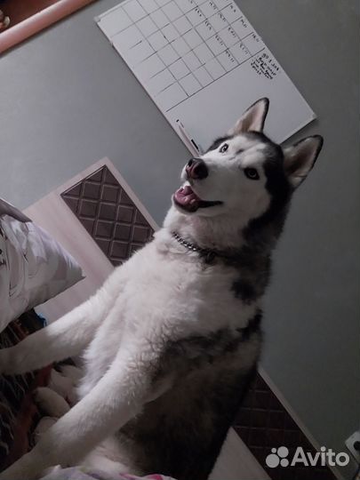 Сибирский хаски