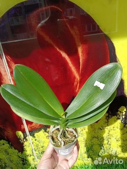 Орхидея фаленопсис биг лип