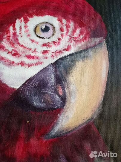 Картина маслом Попугай