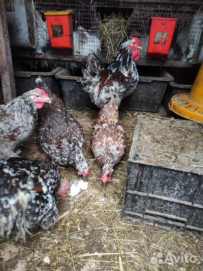 Цыплята ливенских ситцевых, Билефельдеры инк.яйцо