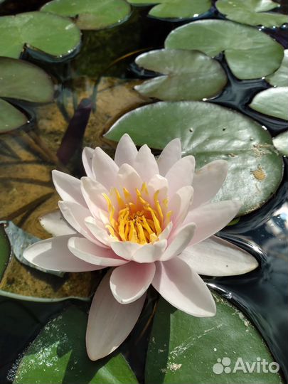 Водные лилии, нимфеи