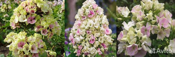 Флоксы.Большой выбор сортов для сада и контейнеров