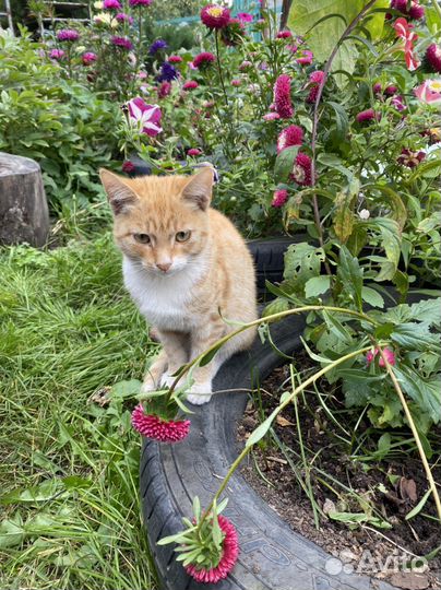 Котята