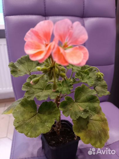 Пеларгония герань