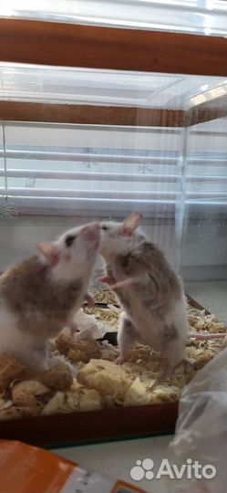 Мышь мастомис