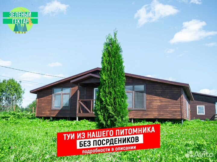 Туя 180 см