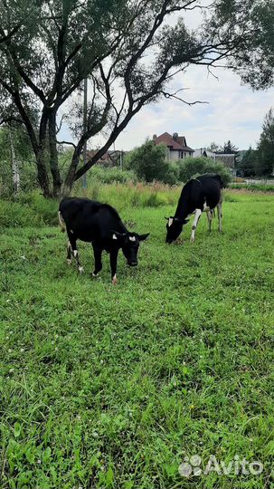 Телочка 8 мес