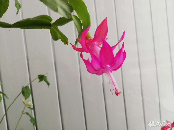 Декабрист шлюмбергера(рождественник)