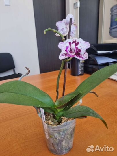 Орхидея фаленопсис бабочка