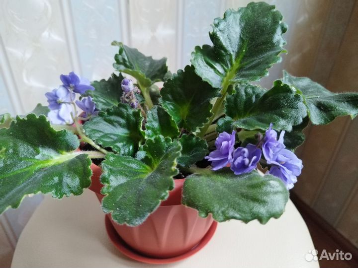 Фиалка взрослое растение