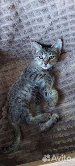 Котенок в добрые руки