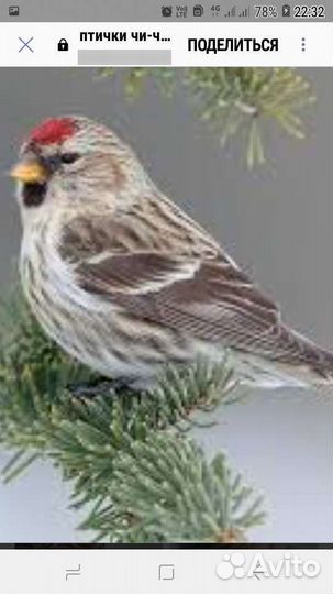 Птички лесные