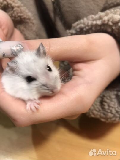 Джунгарский хомяк мальчик