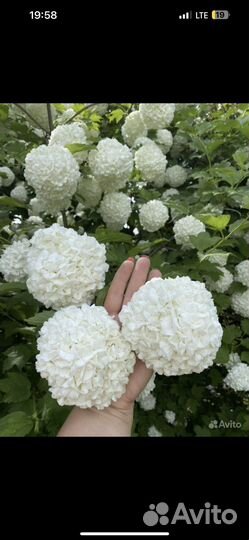 Ива Нана, Форзиция, Пузыреплодники, к. Бульденеж